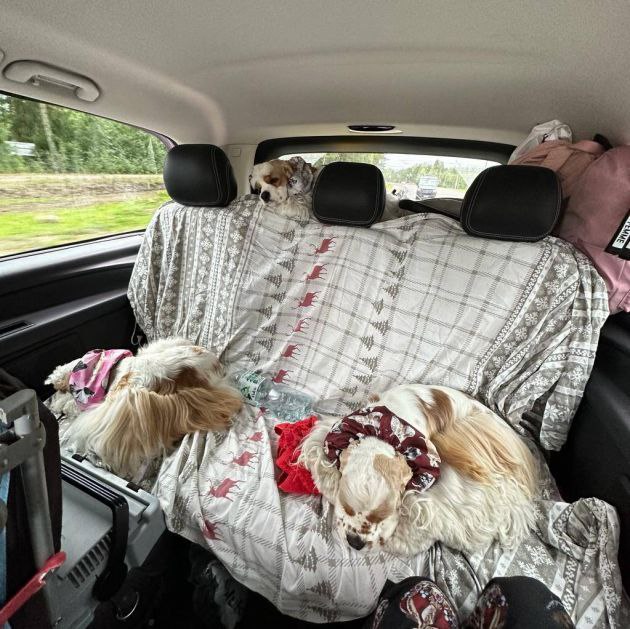 В Германии начались рейды против машин на российских номерах